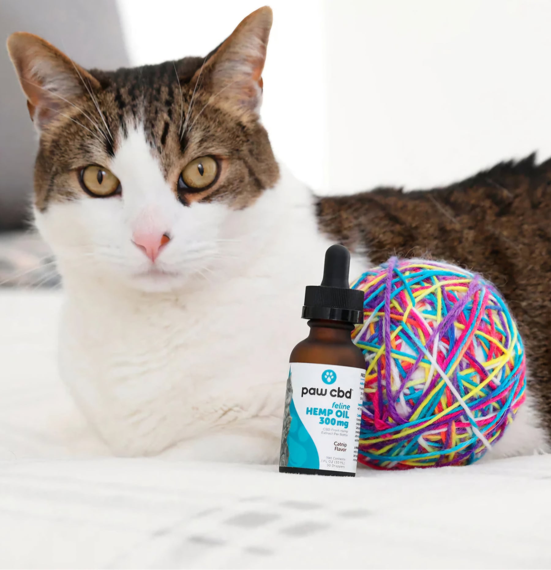 Pets and CBD: A Holistic Approach to Animal Wellness